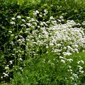 Valeriana officinalis